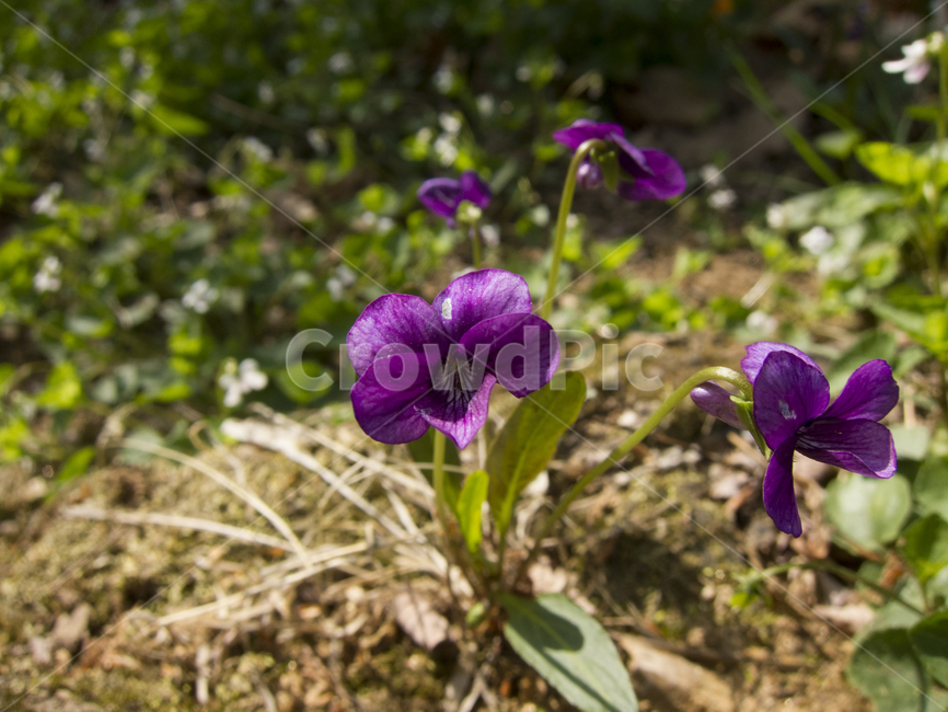 꽃,봄꽃,산속식물,flower,꽃밭,식물,자연,plants,nature,꽃,flower