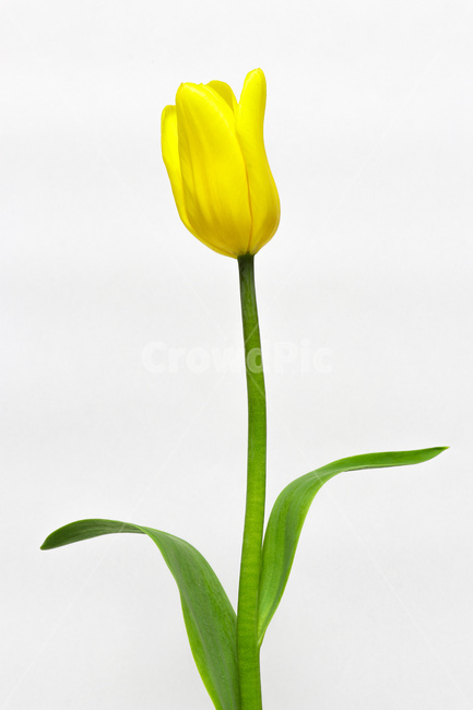 꽃,식물,flower,blossom,plant,튤립,꽃,flower