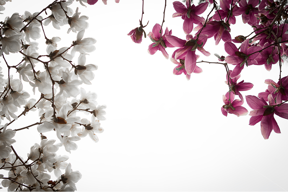 꽃,목련,아름다움,자목련,흰목련,식물,자연,plants,nature,꽃,flower