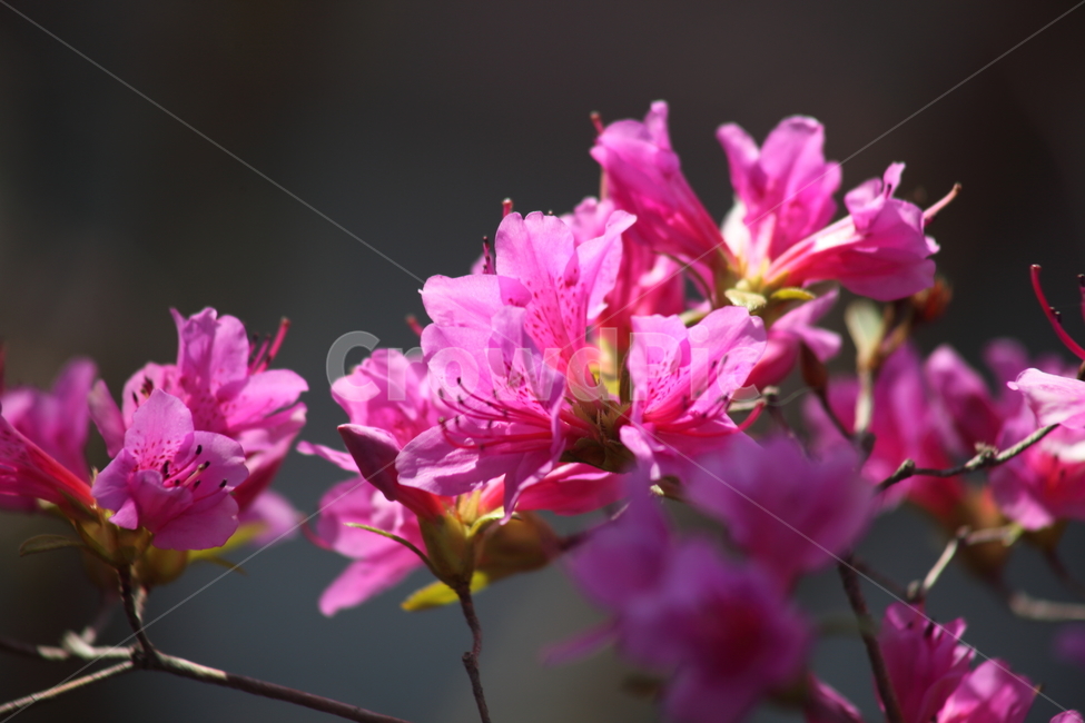 철쭉,꽃,봄,rhododendronschlippenbachii,royalazalea