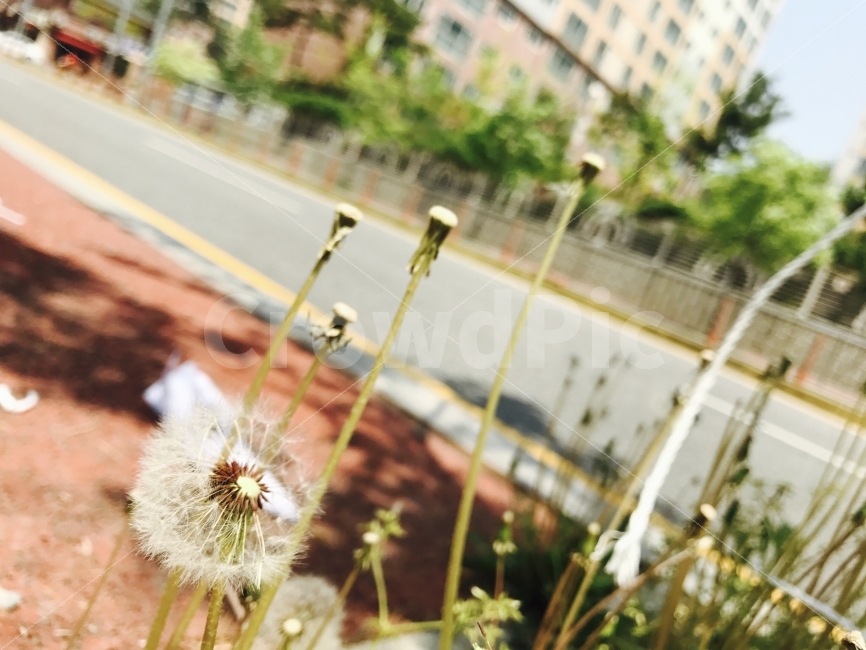 민들레,봄,거리,도로,집,포근한,편안한,밝은,솜,바람,식물,자연,plants,nature,꽃,flower