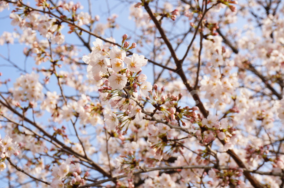 벚꽃,봄,석촌호수,벚꽃축제,꽃,풍경,자연,나무,봄꽃,봄,계절,spring,season,식물,자연,plants,nature,꽃,flower,plant,blossom