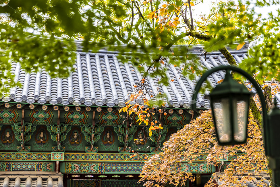 길상사,사찰,기와,기와지붕,감나무,감,단풍,가을,지붕,roof,만추,전통가옥,한옥,가로등,한국전통,한국문화,korean traditional,korean culture,건축물,건물외관,exterior,building,structure,architecture,construction