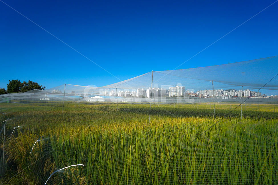 벼,재배,논,망,그물,가을,농사,자연,산업,industry,industrial,농업,농사,agriculture,farming,farming industry