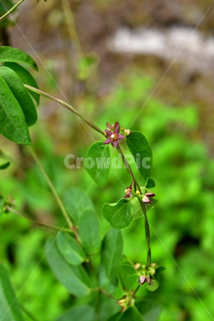 덩굴박주가리,야생화,꽃,생태,식물,자연,들꽃,산꽃,여름,감성,힐링,플라워,계절,식생,시즌,wild,Flower,plants,nature,spring,season,배경,여름꽃,풀,초본,붉은색,식물,자연,plants,nature,꽃,flower