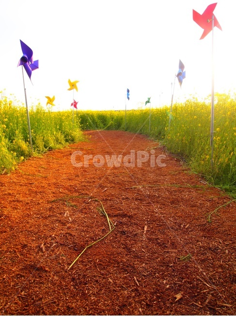 길,바람개비,자연,풀,낮,자연,풍경,nature,landscape,ground,바닥,field,들