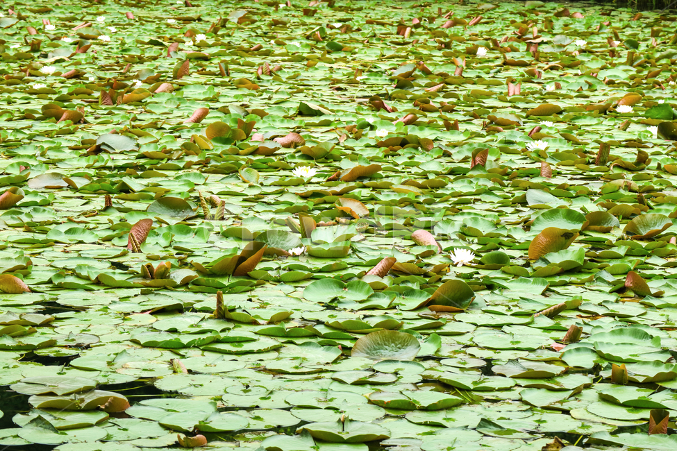 수련,연꽃,연못,수생식물,식물,자연,군락지,잎,잎사귀,자연,풍경,nature,landscape,lily,백합,flower,꽃,plant,blossom,pond lily,연못 백합