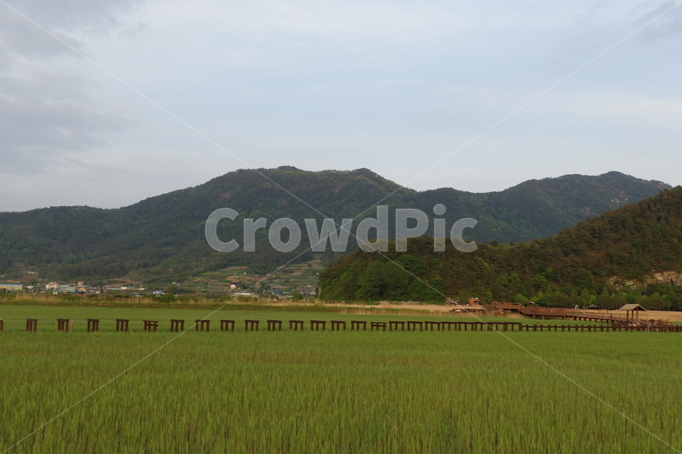 순천,순천만,자연,산,nature,갈대,풀,grass,plant,식물,mountain,풍경,시골