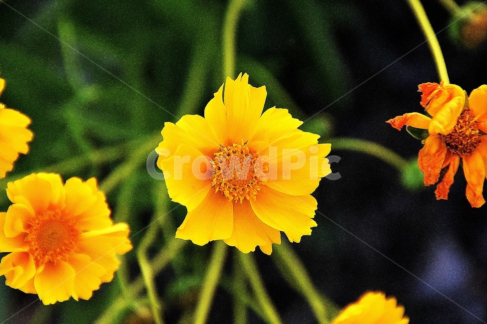 plant,pollen,화분,식물,꽃