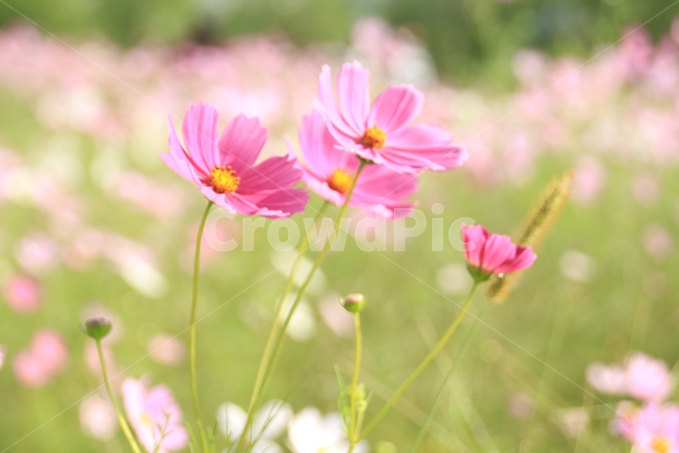 강변,꽃,가을,코스모스,공원,가을,계절,fall,autumn,season,식물,자연,plants,nature,꽃,flower,plant,petal,꽃잎,blossom