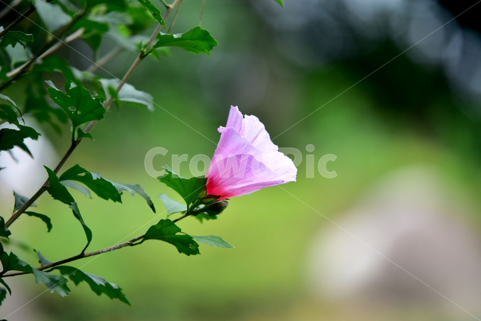 무궁화,국화,한국국화,나라꽃,꽃,우리나라꽃,무궁화나무,flower,roseofsharon