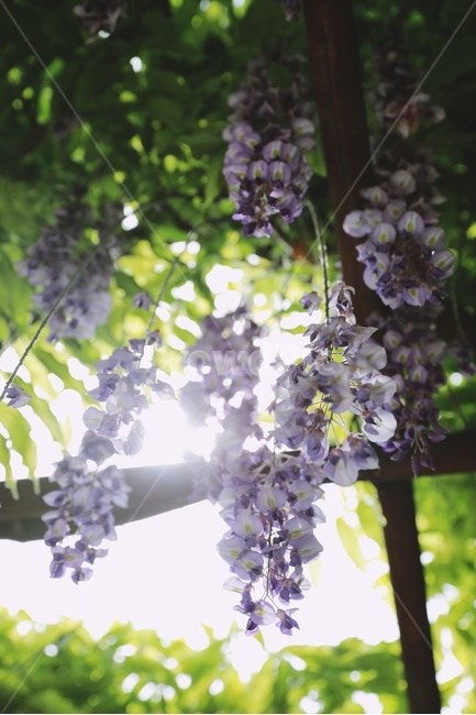 awisteriaflower,등나무꽃,보라색,green,sunlight,햇빛,flower,nature,식물,자연,plants,nature,꽃,flower