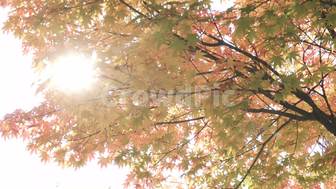 단풍나무,하늘,낙엽,maple,한국자연풍경,가을,tree,나무,leaf,fall,autumn,빛