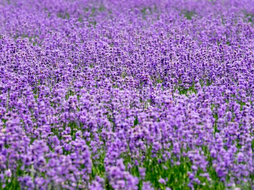 라벤더,Lavender,라벤다,보라색꽃,보라색,flower,풍경,보라,자연,식물,초원,고성,정원,정절,향기,식물,자연,plants,nature,꽃,flower