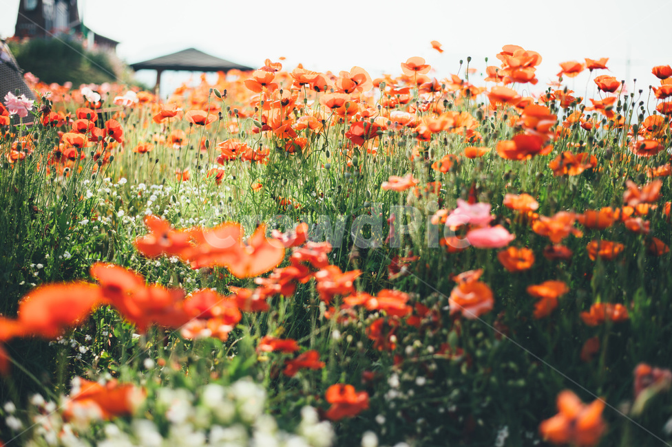 양귀비,봄꽃,빨간꽃,감성적인,분위기있는,식물,자연,plants,nature,꽃,flower,감성,sensible,feeling