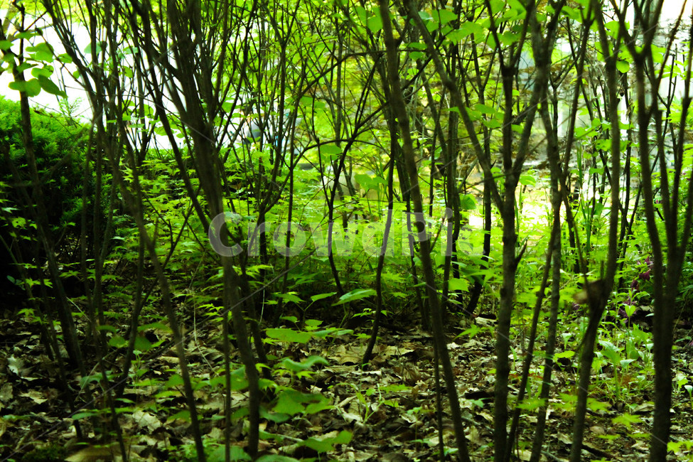 plant,식물,덤불,초록,green,자연,nature