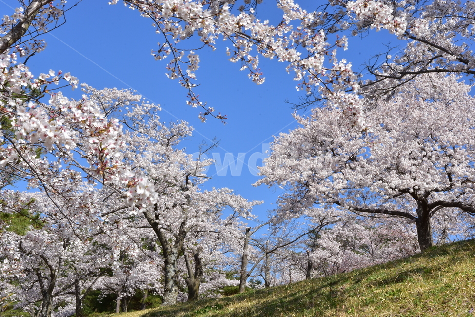 잔디,풍경,꽃놀이,꽃동산,벚꽃,꽃,봄,산뜻