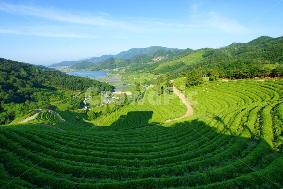 녹차밭,보성,신록,풍경,녹차,자연,풍경,nature,landscape,한국자연풍경,한국자연경관,korea nature landscape,outdoors,옥외