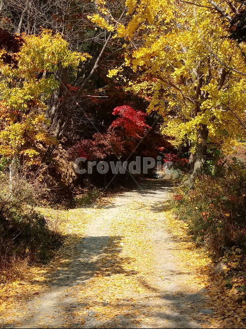 단풍,낙엽,바위,나무,물,자연,옥외,outdoors,road,water,nature,leaf,등산로,산책로,길,가을,풍경,가을,계절,fall,autumn,season,tree,plant,식물,잎