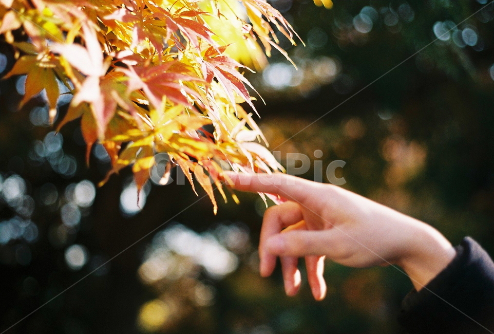 가을,단풍,인물,나무,자연,autumn,낙엽,필름카메라,tree,maple,손,필름사진,가을,계절,fall,autumn,season,사람,인물,인간,human,person,신체일부,몸,body,leaf,잎,plant,식물