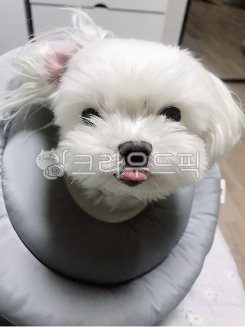 말티즈,강아지,강아지혓바닥,강아지미용,말티즈미용,넥카라,강아지넥카라,자취동물,반려동물,반려견