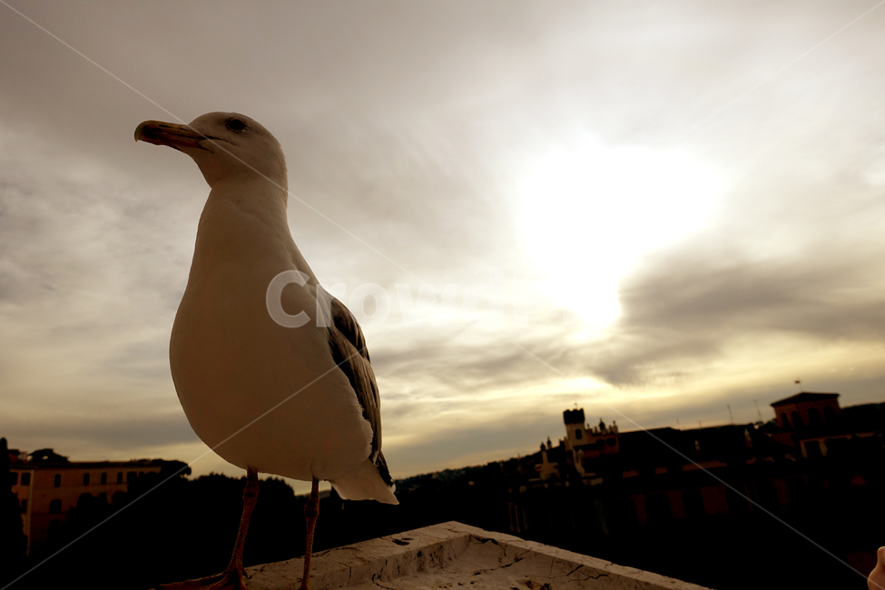 갈매기,새,조류,클로즈업,gull,commongull,bird,closeup,animal