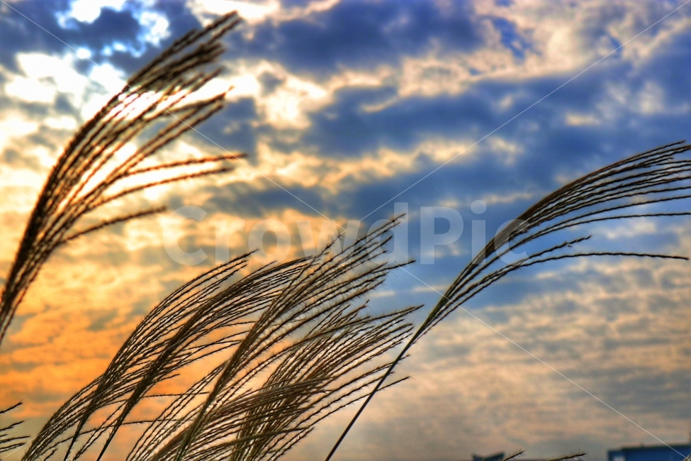 순천,갈대,저녁,노을,갈대밭,가을,계절,fall,autumn,season,식물,자연,plants,nature,plant,grass,잔디