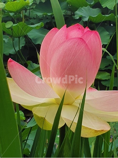 식물,flower,꽃,연꽃,분홍색,plant,식물,자연,plants,nature,꽃,flower