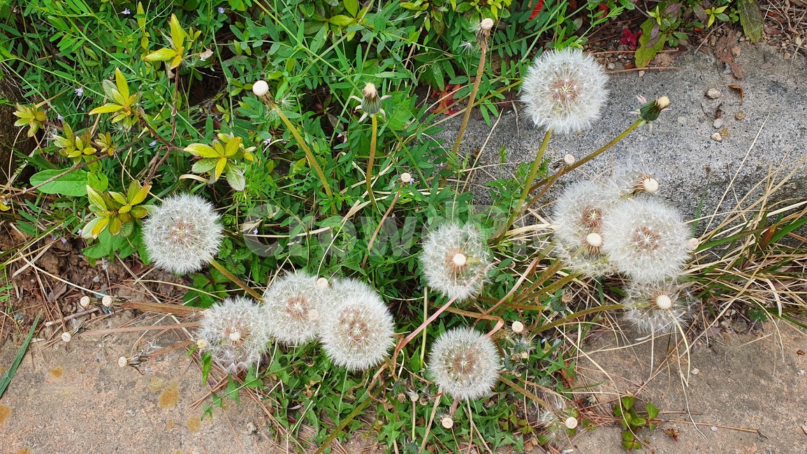 민들레씨,민들레홀씨,plant,식물,flower,blossom,꽃,민들레,dandelion,씨