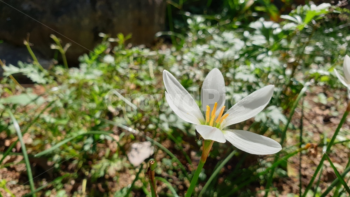 꽃,흰꽃,flower,식물,plant,식물,자연,plants,nature,꽃,flower