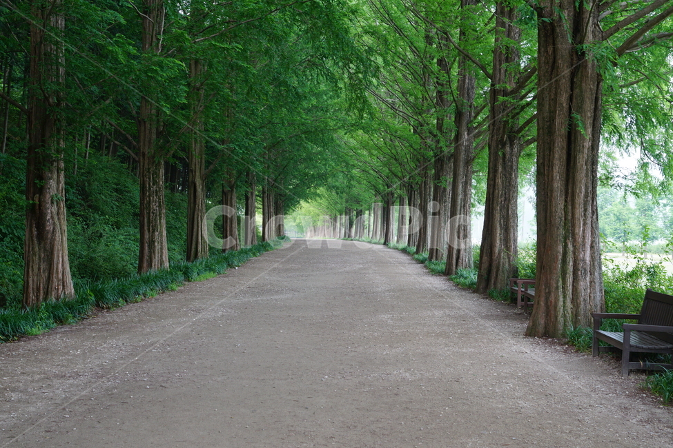풍경,길,자연,초록,공감,자연,풍경,nature,landscape,식물,plants,나무,trees,wood,휴식,힐링,rest,relaxation,healing,road,도로,gravel,자갈,dirt road,흙길