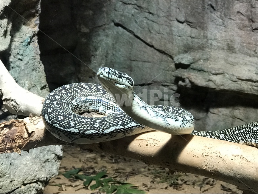 snake,Gross,Zoo,Toari,scared