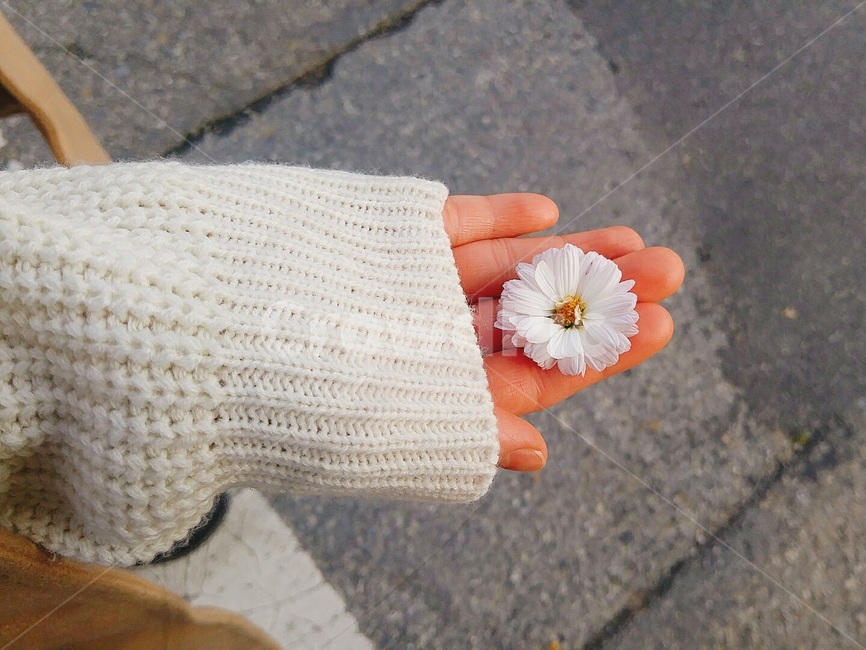 꽃,손,봄,하얀꽃,흰색꽃