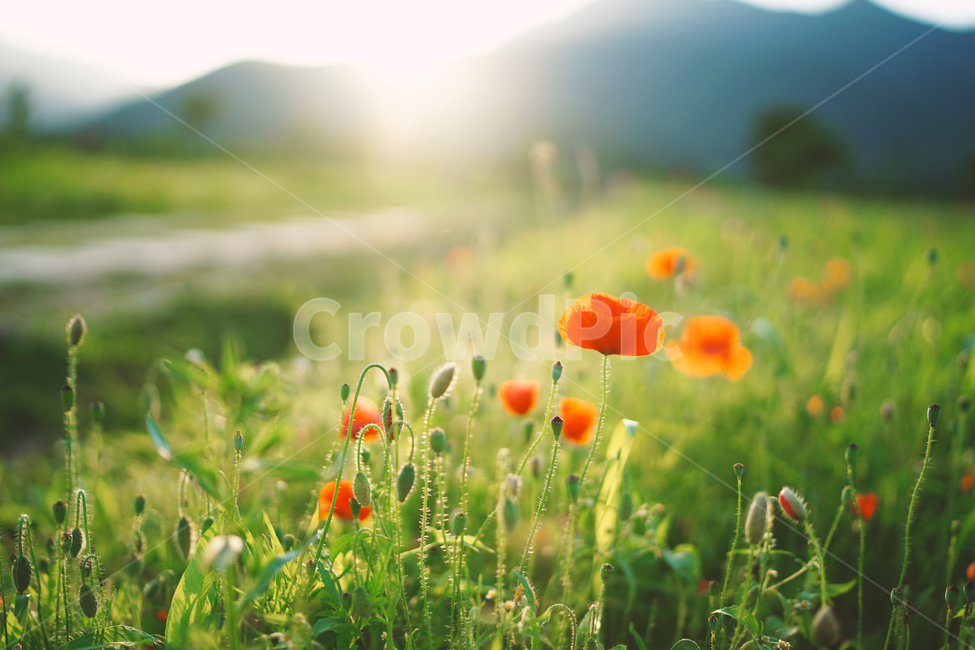 양귀비,꽃,물의정원,flower,양귀비축제,축제,운길산역,남양주,감성사진,감성,분위기,햇빛,해질녁,노을,poppy,자연,풍경,nature,landscape,식물,plants,꽃,flower,plant