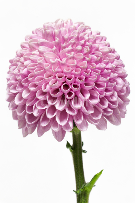 dahlia,달리아,plant,식물,blossom,꽃,flower,꽃,flower