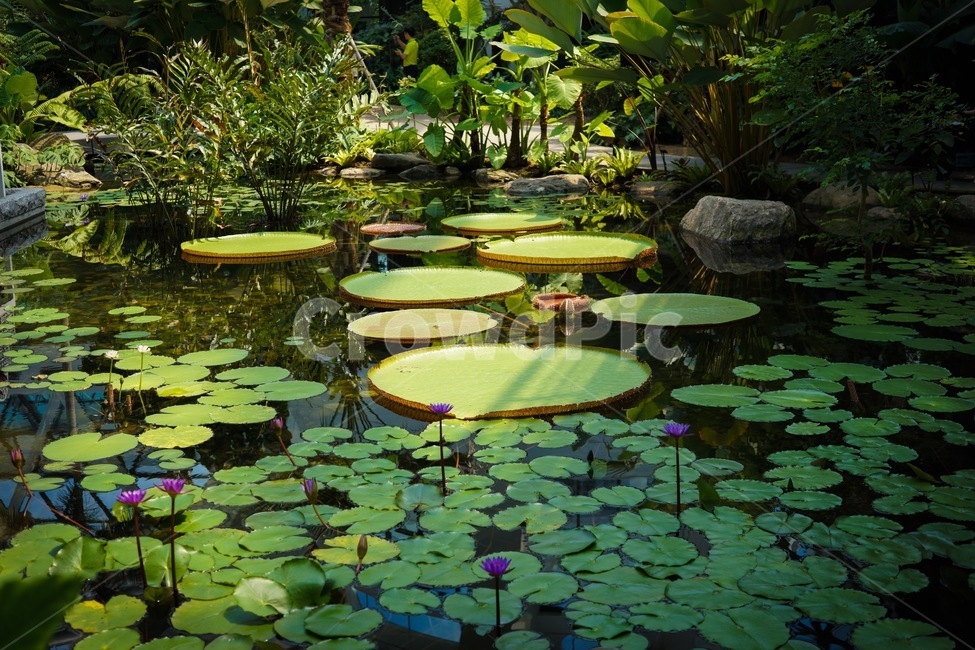 식물,연꽃,수련,plants,lotusflower,연못,pond,연잎,초록