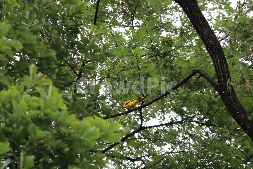 노랑,새,숲,나무,풀,자연,녹색,여름