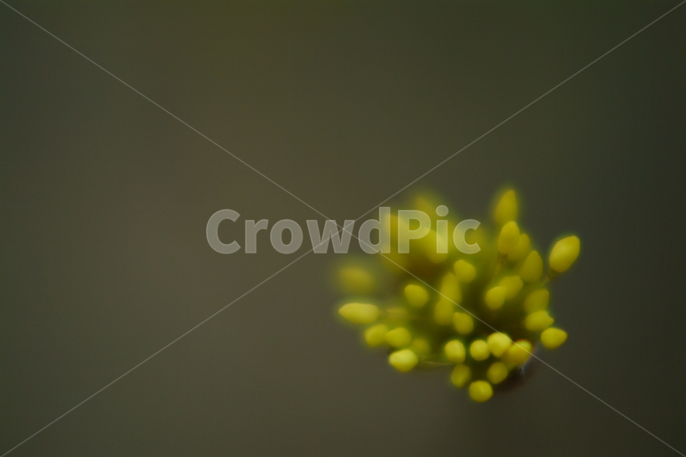 식물,plant,꽃,접사,봉우리,꽃봉우리,blossom,식물,자연,plants,nature,꽃,flower