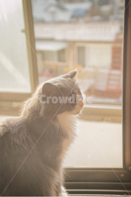 고양이,cat,반려묘,동물,animal,반려동물,가을,햇빛,햇살,유기동물,입양,fall,autumn,sun,sunlight,창가,동물,animal,포유류,mammal,고양이,cat,kitten,kitty,감성,sensible,feeling,휴식,힐링,rest,relaxation,healing