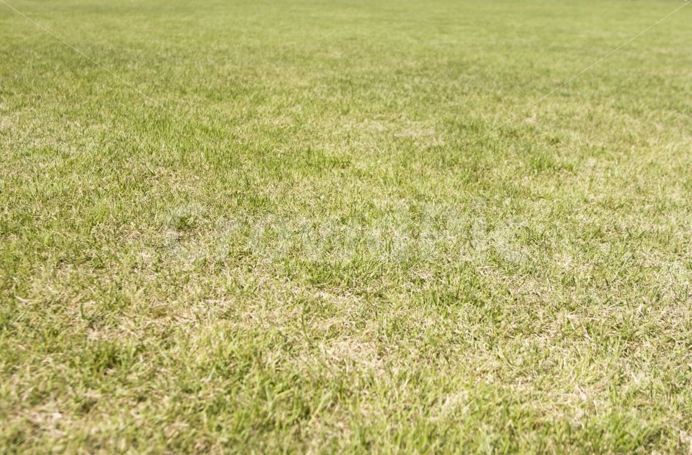 잔디,grass,sport,football,축구,운동,grassfield,공원,경기장,깨끗한,배경,녹색,앞마당,조경,초원,환경,greencolor,closeup,field,background,자연,풍경,nature,landscape,plant,식물