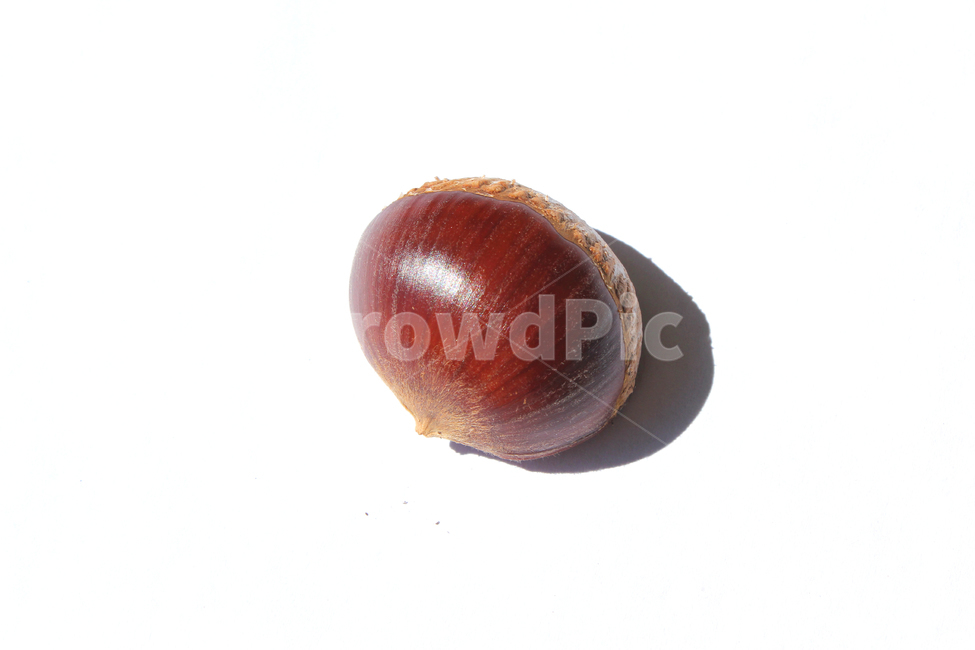 autumn,brown,chestnut,closeup,fall,food,macro,natural,nature,nut,plant,white,whitebackground,가을,밤,열매,클로즈업,음식,자연,흰배경,탑앵글,탑뷰,알밤,가을,계절,fall,autumn,season,음식,식재료,요리,food,cook,meal,dishes,food reserves,과일,열매,fruit,누끼,remove background,식물,vegetable,야채