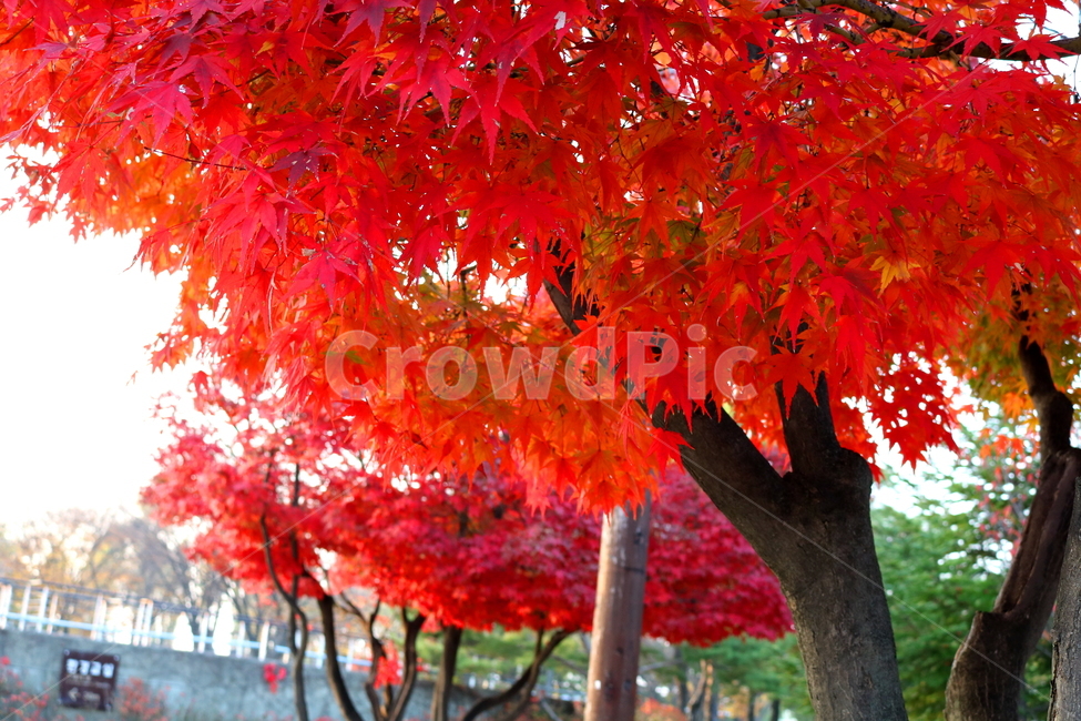 단풍,단풍나무,나무,식물,가을,자연,가을,계절,fall,autumn,season,식물,자연,plants,nature,나무,trees,wood,plant,leaf,잎,tree,maple