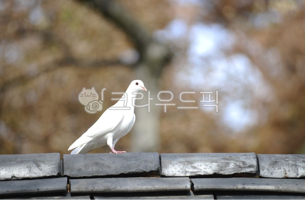 bird,새,animal,동물,비둘기,흰비둘기