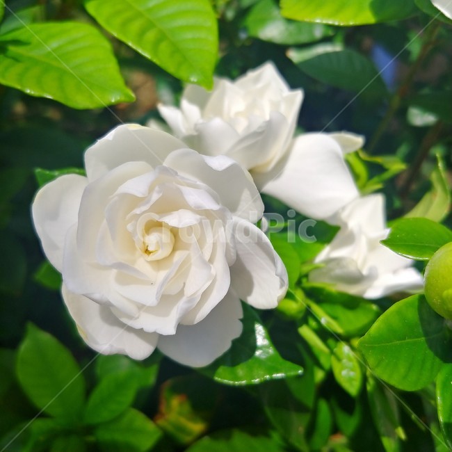치자,하얀꽃,여름꽃,치자꽃,꽃,식물,여름,8월,7월,blossom,flower,plant,식물,자연,plants,nature,꽃,flower