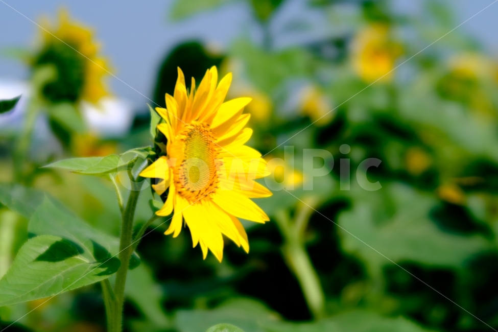 꽃,flower,해바라기,자연,풍경,macro,접사,스냅,여름,계절,summer,season,식물,자연,plants,nature,꽃,flower,plant,blossom
