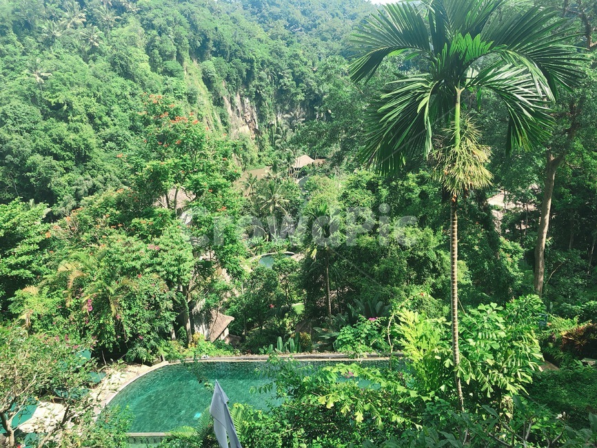 자연,발리,풍경,나무,풀장,자연,풍경,nature,landscape,vegetation,초목,plant,식물,tree,land,땅,outdoors,옥외,rainforest,열대 우림