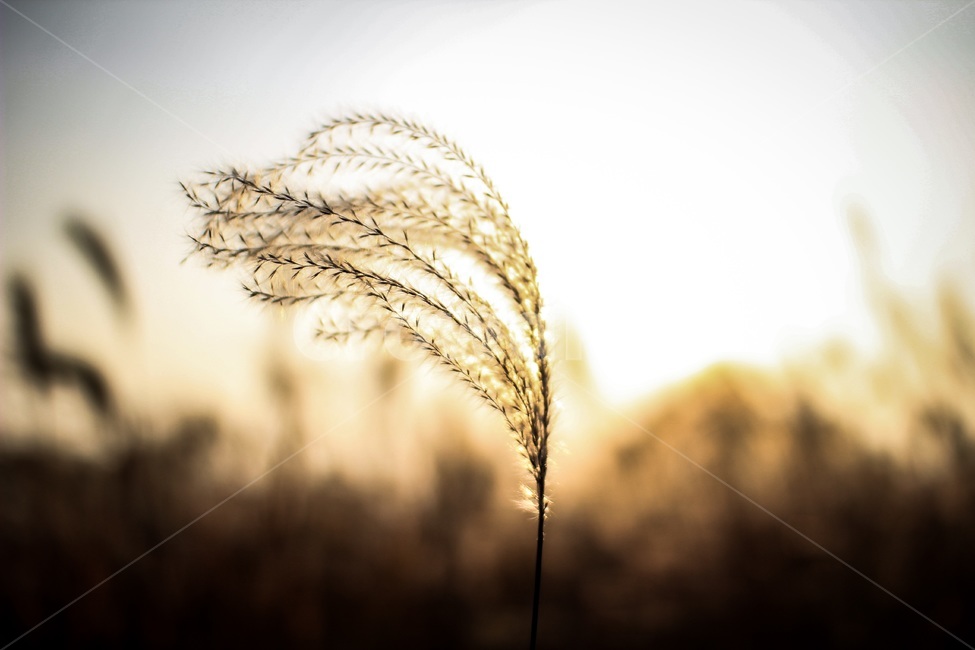 갈대,갈대축제,하늘공원,노을,감성사진,해질녘,선셋,갈대밭,가을,계절,fall,autumn,season,식물,자연,plants,nature,plant,food,음식,vegetable,야채,grain,곡물