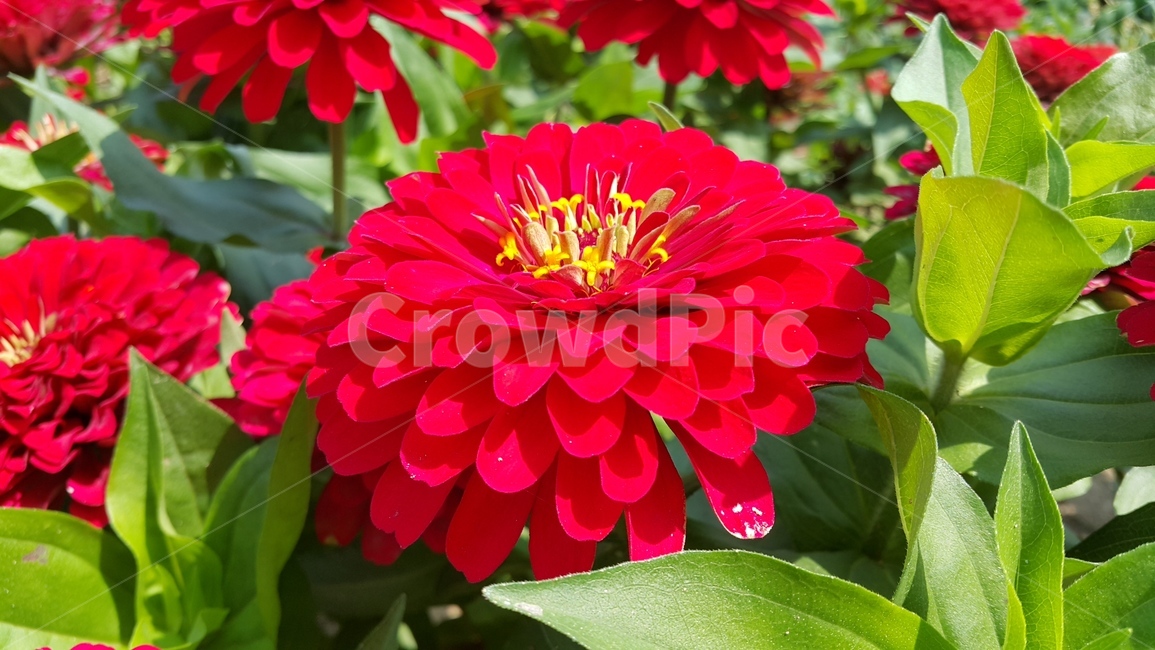 꽃,자연,푸르름,풀,식물,식물,자연,plants,nature,꽃,flower