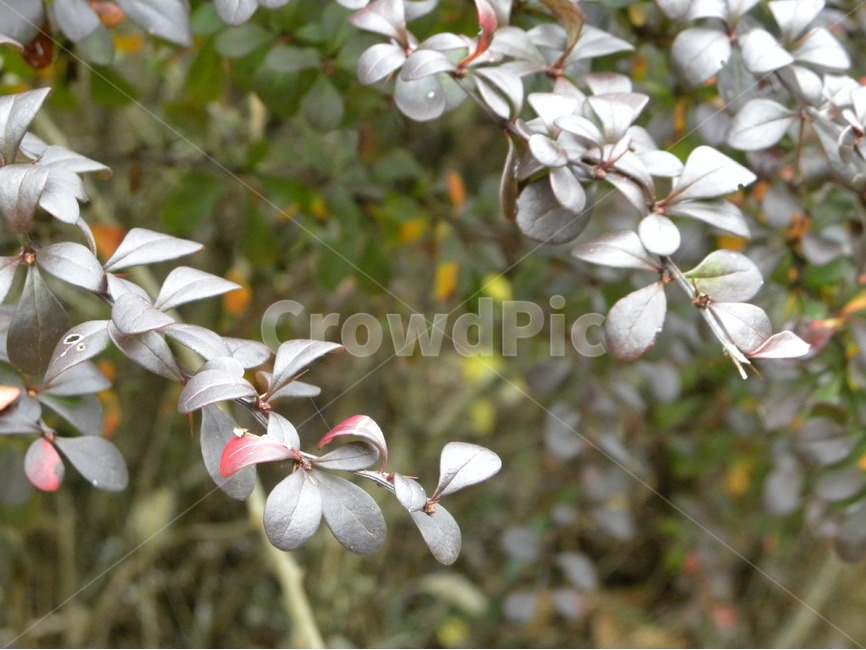 이파리,하얀색,하얀이파리,나뭇가지,자연,leaf,leaves,white,bough,식물,자연,plants,nature