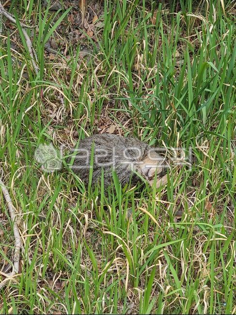 stray cat,sleeping cat,grass,cat,animal,pet